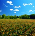 Pot Marigold Calendula officinalis growing on the field. Rural landscape. Royalty Free Stock Photo