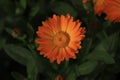 Pot marigold & x28;Calendula officinalis& x29;  on blur background Royalty Free Stock Photo