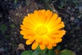 Pot marigold Calendula officinalis isolated on blur background Royalty Free Stock Photo