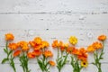 Pot Marigold - Calendula officinalis Royalty Free Stock Photo