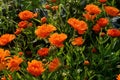 Pot Marigold, Calendula officinalis with raindrops early in the morning, in summer Royalty Free Stock Photo