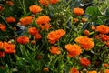 Pot Marigold, Calendula officinalis with raindrops early in the morning, in summer Royalty Free Stock Photo