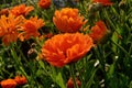 Pot Marigold, Calendula officinalis with raindrops early in the morning, in summer Royalty Free Stock Photo