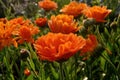 Pot Marigold, Calendula officinalis with raindrops early in the morning, in summer Royalty Free Stock Photo