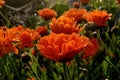 Pot Marigold, Calendula officinalis with raindrops early in the morning, in summer Royalty Free Stock Photo