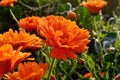 Pot Marigold, Calendula officinalis with raindrops early in the morning, in summer Royalty Free Stock Photo