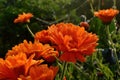 Pot Marigold, Calendula officinalis with raindrops early in the morning, in summer Royalty Free Stock Photo