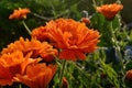 Pot Marigold, Calendula officinalis with raindrops early in the morning, in summer Royalty Free Stock Photo