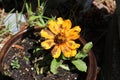 Pot marigold Calendula officinalis watter spotted