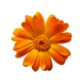 Pot Marigold - Calendula officinalis Royalty Free Stock Photo