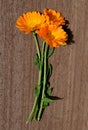 Pot Marigold Calendula officinalis on wooden background. Royalty Free Stock Photo