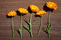 Pot Marigold Calendula officinalis on wooden background. Royalty Free Stock Photo