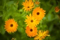 Pot marigold, common marigold, ruddles, Mary`s gold or Scotch marigold