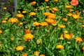 Pot marigold are excellent flowers for bees and pollinators. Calendula officinalis or Pot Marigold, Common Marigold, Scotch Royalty Free Stock Photo