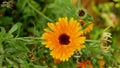 Pot marigold field calendula officinalis bio farm orange flowers harvest harvesting medicinal ruddles plant bloom Royalty Free Stock Photo