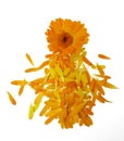 Pot marigold flower isolated Royalty Free Stock Photo