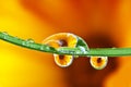 Pot marigold flower mirroring inside dew drops Royalty Free Stock Photo