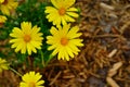 Pot marigold flower