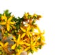 Pot marigold flowers bouquet isolated