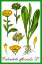 Pot marigold herbal illustration