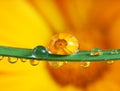 Pot marigold inside water drops Royalty Free Stock Photo