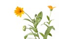 Pot Marigold with orange flower Royalty Free Stock Photo