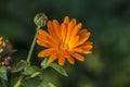 Pot Marigold