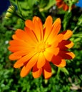 Pot Marigold (Calendula officinalis) flower blossom. Ringelblume in german. Royalty Free Stock Photo