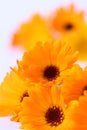 Pot marigolds Royalty Free Stock Photo