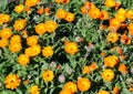 Pot Marigolds. Calendula Officinalis Royalty Free Stock Photo
