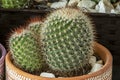 Pot with matucana cactus filled