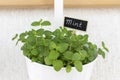 Pot with mint close-up. Royalty Free Stock Photo