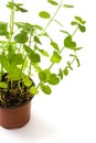 Pot with mint plant isolated on white background Royalty Free Stock Photo