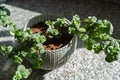 a pot with a mint plant Royalty Free Stock Photo