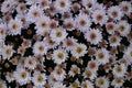 Pot mum. A potted autumn-blooming chrysanthemum with adjusted plant height.