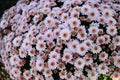 Pot mum. A potted autumn-blooming chrysanthemum with adjusted plant height.