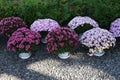 Pot mum. A potted autumn-blooming chrysanthemum with adjusted plant height.