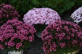 Pot mum. A potted autumn-blooming chrysanthemum with adjusted plant height.