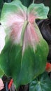  Pot natural greenish mix pink anthurium flower .