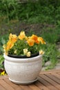 Pot with orange pansy Royalty Free Stock Photo