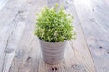 Pot of ornamental plants placed on wooden