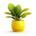 pot paired with a lush, green plant, isolated against a pristine white background.