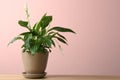 Pot with peace lily on table against color wall Royalty Free Stock Photo