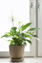 Pot with peace lily on windowsill. Royalty Free Stock Photo