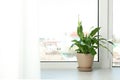 Pot with peace lily on windowsill. House plant Royalty Free Stock Photo