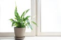 Pot with peace lily on windowsill. House plant Royalty Free Stock Photo