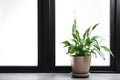 Pot with peace lily on windowsill. House plant Royalty Free Stock Photo