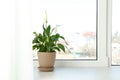 Pot with peace lily on windowsill. House plant Royalty Free Stock Photo