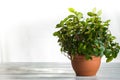 A pot with a peperomia pereskiifolia plant. Fashionable detail of a houseplant on a white background