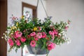 Pot of petunia flowers hanging on tree. Colorful summer flower in garden Royalty Free Stock Photo